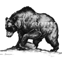 grizzly, brown, bear lifting rock, pencil, sketch, drawing, illustration, picture, clark bronson