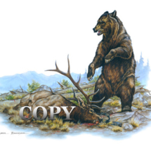 grizzly, bear, dead elk, watercolor, painting, illustration, picture, clark bronson 