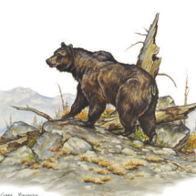grizzly, bear, brown, watercolor, painting, picture, illustration, clark bronson 