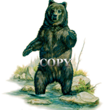 grizzly, Kodiak, brown, standing, watercolor, painting, picture, illustration, clark bronson 