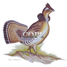 ruffed, grouse, strut, watercolor, painting, picture, illustration, clark bronson, drummer 