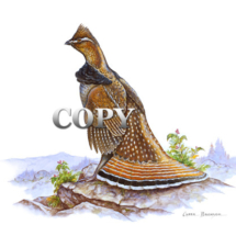 ruffed, grouse, drummer, watercolor, picture, illustration, clark bronson 
