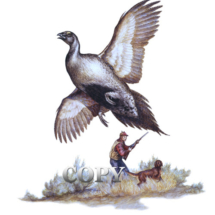 sage grouse, sage hen, hunter, flying, hunter, dog, clark bronson