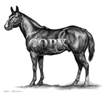 horse, stallion, pencil, drawing, illustration, black beauty, picture, clark bronson