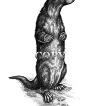 picture, land otter, standing, pencil drawing, illustration, clark bronson 