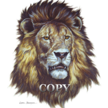 lion, african, head, bust, watercolor, painting, illustration, picture, clark bronson