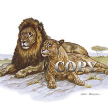 lion, lioness, african pair, lying, watercolor, painting, illustration, picture, clark bronson