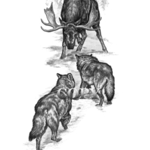 moose, confronting gray wolves, pencil drawing, illustration, picture, clark bronson