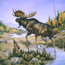 moose, beaver pond, autumn, picture, watercolor, clark bronson 