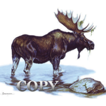 moose, stream, picture, watercolor, illustration, clark bronson