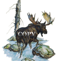 moose, stream, watercolor, illustration, picture, clark bronson