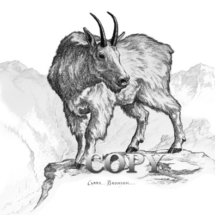 mountain goat, billy, ledge scene, pencil drawing, picture, illustration, clark bronson