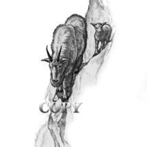 rocky mountain goat, ewe, kid, ledge, scene, pencil drawing, illustration, picture, clark bronson