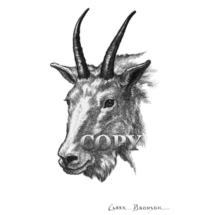 rocky mountain goat, head, bust, pencil drawing, illustration, picture, clark bronson
