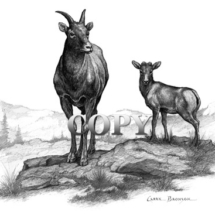 mountain sheep, ewes, lamb, rocky mountain bighorn sheep, mother lamb