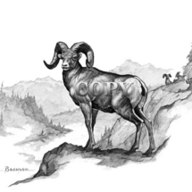 rocky mountain, bighorn sheep, ram, scene, pencil drawing, illustration, picture, clark bronson