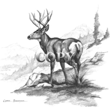 mule deer, buck, sidehill scene, pencil, sketch, clark bronson, picture