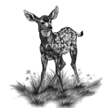 picture, pencil, black-and white, drawing, mule deer fawn, bambi, clark bronson
