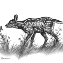 picture, pencil drawing, mule deer, fawn, illustration, black-and-white, clark bronson