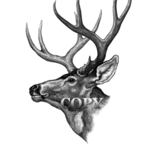 mule deer buck, head, antlers, picture, pencil drawing, art, illustration, clark bronson 