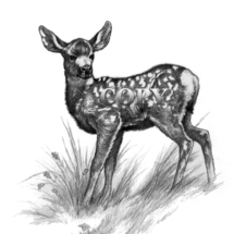 picture, pencil drawing, black-and-white, illustration, mule deer, fawn, painting, clark bronson