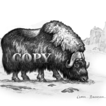 musk ox, arctic, canadian tundra, winter, sheep ox, Greenland, pencil drawing, sketch, art, illustration, picture, painting, clark bronson 