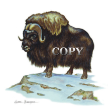 heavily built, goat antelope, tundra north america, picture, watercolor, painting, illustration, arctic animal, clark bronson