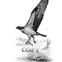 picture, pencil drawing, sketch, osprey, flying, fish, hawk, bird of prey, clark bronson