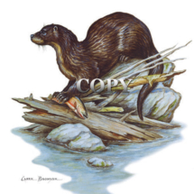 north american river otter, waterways and coasts, picture, watercolor, land otter, on rock, stream, fish, trout, art, color, clark bronson