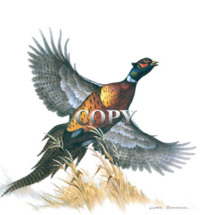 picture, watercolor painting, ring-necked pheasant, flying, color, art, clark bronson