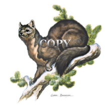north america, canada, alaska, picture, pine marten, watercolor, painting, illustration, art, clark bronson
