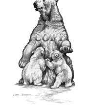 large white arctic bear, picture, pencil drawing, illustration, black-and-white, polar bear, cubs, nursing, clark bronson