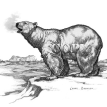 polar bear, snow, ice, picture, art, pencil drawing, illustration, black-and-white, clark bronson, arctic