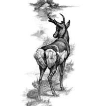 prong-horned antelope, illustration, picture, art, pencil drawing, black-and-white, clark bronson