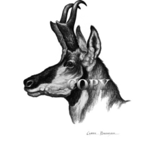 prong-horned, antelope head, picture, pencil drawing, art,illustration, black-and-white, prairie, clark bronson