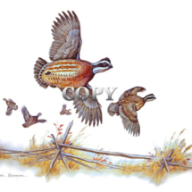 watercolor, scene, art, picture, painting, illustration, bobwhite, quail, covey flying, clark bronson 