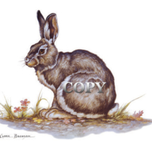 snowshoe, hare, rabbit, art, watercolor, painting, summer coat, sitting, clark bronson, picture