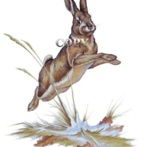 watercolor, painting, picture, illustration, art, rabbit, cottontail jumping, clark bronson