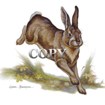 watercolor, painting, illustration, rabbit, art, cottontail, running, clark bronson, picture