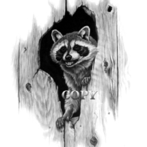 american mammal, pencil sketch, picture, illustration, drawing, raccoon, looking out of hole in barn wood, art, clark bronson