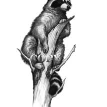 picture, pencil sketch, drawing, illustration, raccoon, dead tree, art, clark bronson 