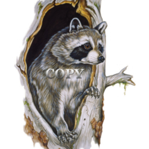 watercolor, illustration, painting, picture, art, raccoon looking out of hollow tree, clark bronson