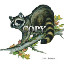 watercolor, illustration, picture, painting, art, raccoon on branch, clark bronson 