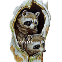 watercolor, painting, illustration, picture, art, two raccoons in hollow tree, clark bronson