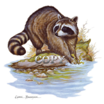 watercolor scene, painting, picture, illustration, art, color, clark bronson, raccoon, washing food in stream