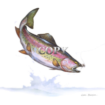 picture, rainbow trout jumping, hooked, fly, watercolor, painting, art, clark bronson