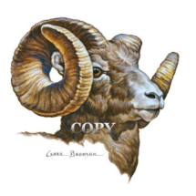 bighorn, ram, bust, art, head, watercolor, white background, curled horns, clark bronson, picture