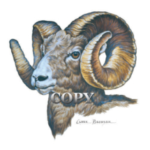 watercolor, bighorn sheep, bust, picture, painting, curled horns, clark bronson