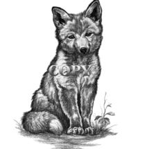 drawing, illustration, red fox pup sitting, pencil sketch, black-and-white, picture, art, clark bronson