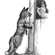 picture, pencil sketch, drawing, red fox, art, chicken coop, clark bronson, black-and-white illustration, chickens, coop 